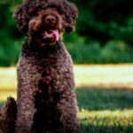 Welpen suchen neues Zuhause: La-Cody braucht eine ruhige Familie