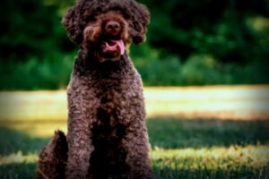 Welpen suchen neues Zuhause: La-Cody braucht eine ruhige Familie