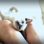 6 Dinge, die deine Katze für dich tut, ohne dass du es merkst