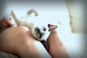 6 Dinge, die deine Katze für dich tut, ohne dass du es merkst