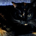 Stress durch ein Baby: die gesuchte Ruhe für die ängstliche Katze Leni