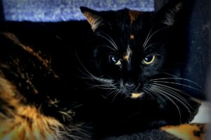 Stress durch ein Baby: die gesuchte Ruhe für die ängstliche Katze Leni