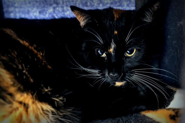 Stress durch ein Baby: die gesuchte Ruhe für die ängstliche Katze Leni