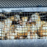 Vogelgrippe in den USA: Mensch infiziert sich mit H5N5