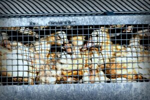 Vogelgrippe in den USA: Mensch infiziert sich mit H5N5