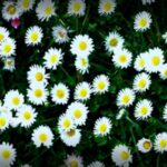 Nickel aus Blumen: Start-up erntet Metalle für E-Autos