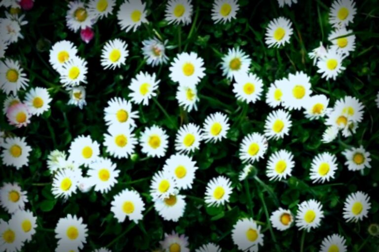 Nickel aus Blumen: Start-up erntet Metalle für E-Autos