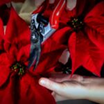 Weihnachtssterne richtig pflegen – so bleiben sie lange schön