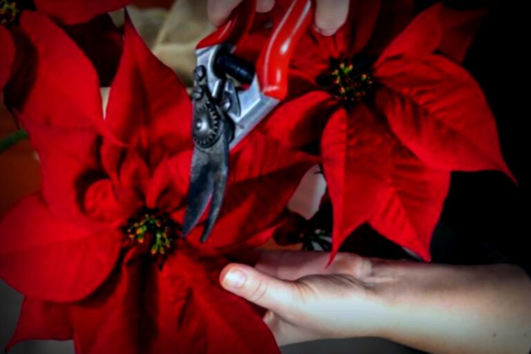 Weihnachtssterne richtig pflegen – so bleiben sie lange schön